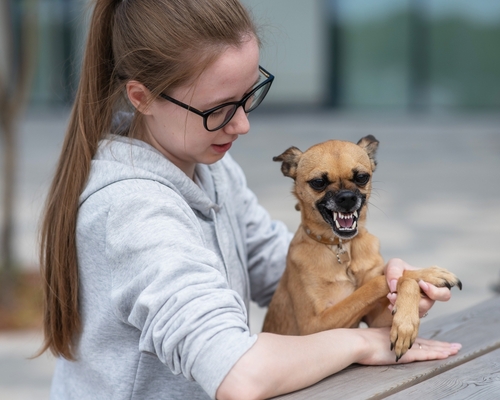 In Need of Dog Bite Lawyer in Trenton New Jersey