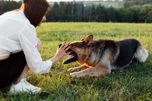 In Need of Dog Bite Lawyer in Bend Oregon