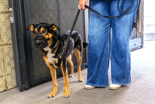 In Need of Dog Bite Lawyer in Chicago Illinois