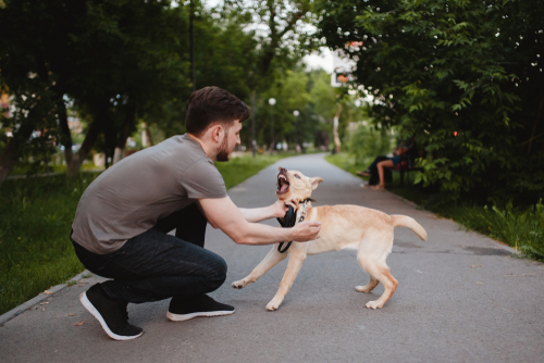 2 Years to File Your Dayton Dog Bite Lawsuit - Is Time Running Out?