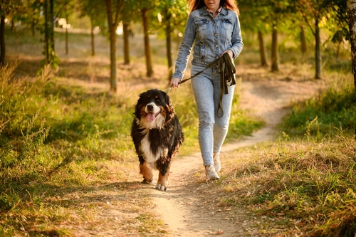 In Need of Dog Bite Lawyer in Aurora Illinois