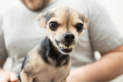 In Need of Dog Bite Lawyer in Albany New York