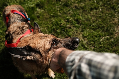 What Penalties Do Dayton Dog Owners Face After Their Dog Bites You?