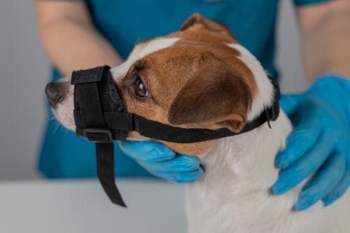 In Need of Dog Bite Lawyer in Aurora Illinois