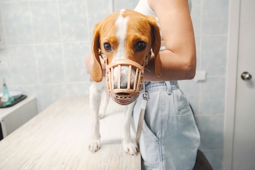 In Need of Dog Bite Lawyer in Aurora Illinois