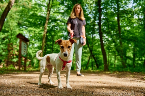Philadelphia Dog Owner Walking Dog on Leash in Park