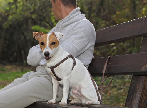Philadelphia Dog Owner and Dog on Park Bench