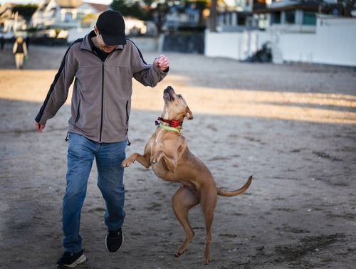 Dog Jumping at Owner Outdoors in Philadelphia
