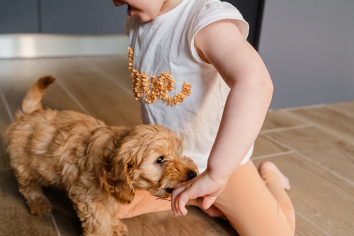 Puppy Biting Toddler Hand Bend Oregon Landlord Liability