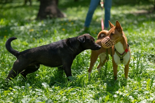 In Need of Dog Bite Lawyer in Kennewick WA