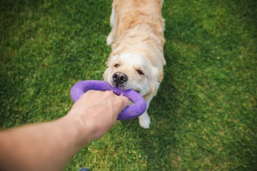 Golden Retriever Biting Toy Albany Dog Bite Law