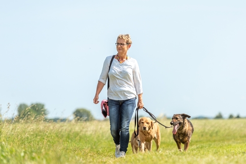 Dayton Dog Sitter Walking Multiple Dogs on Leash Dayton Dog Sitter Walking Multiple Dogs on Leash