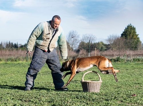 In Need of Dog Bite Lawyer in Kennewick WA