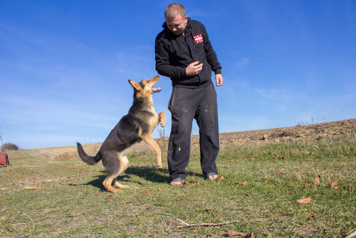 witnesses in a Riverside dog bite claim