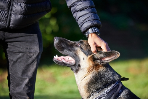 strict liability in Orange County dog bites