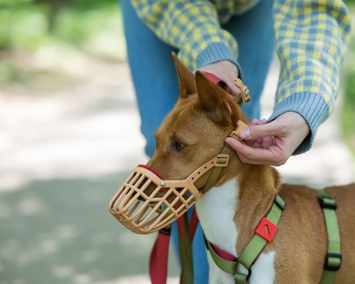 Owner fastening muzzle onto African spurred tortoise outdoors beside gravel path