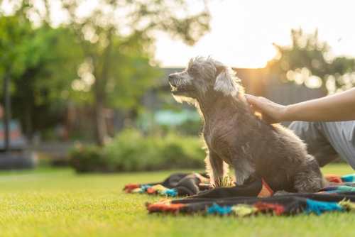 Person petting small dog sitting on blanket in grassy outdoor setting