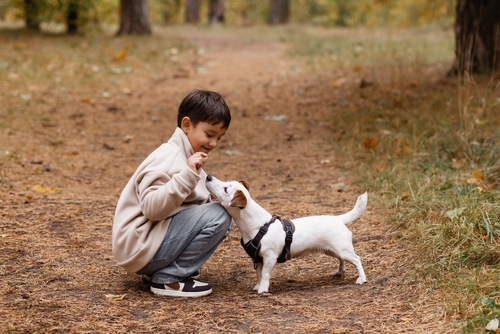 young boy crouching outdoors feeding small harnessed dog on path