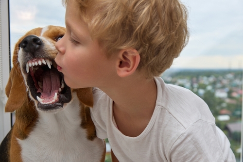 young boy leaning toward beagle dog with open mouth showing teeth