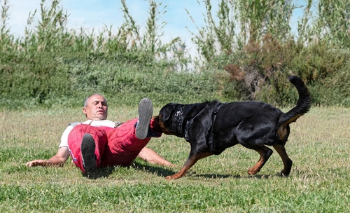 Rottweiler biting padded sleeve of trainer during protection sport exercise outdoors